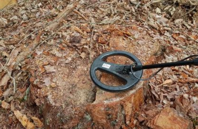 30 centymetrowe metalowe wkręty w pniach drzew odkrył leśniczy z Nadleśnictwa Stare Ramuki.